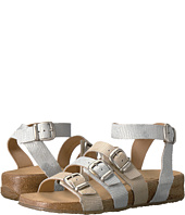 Haflinger - Darcy